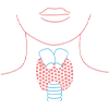 Image Description of the location of the Thyroid Gland 